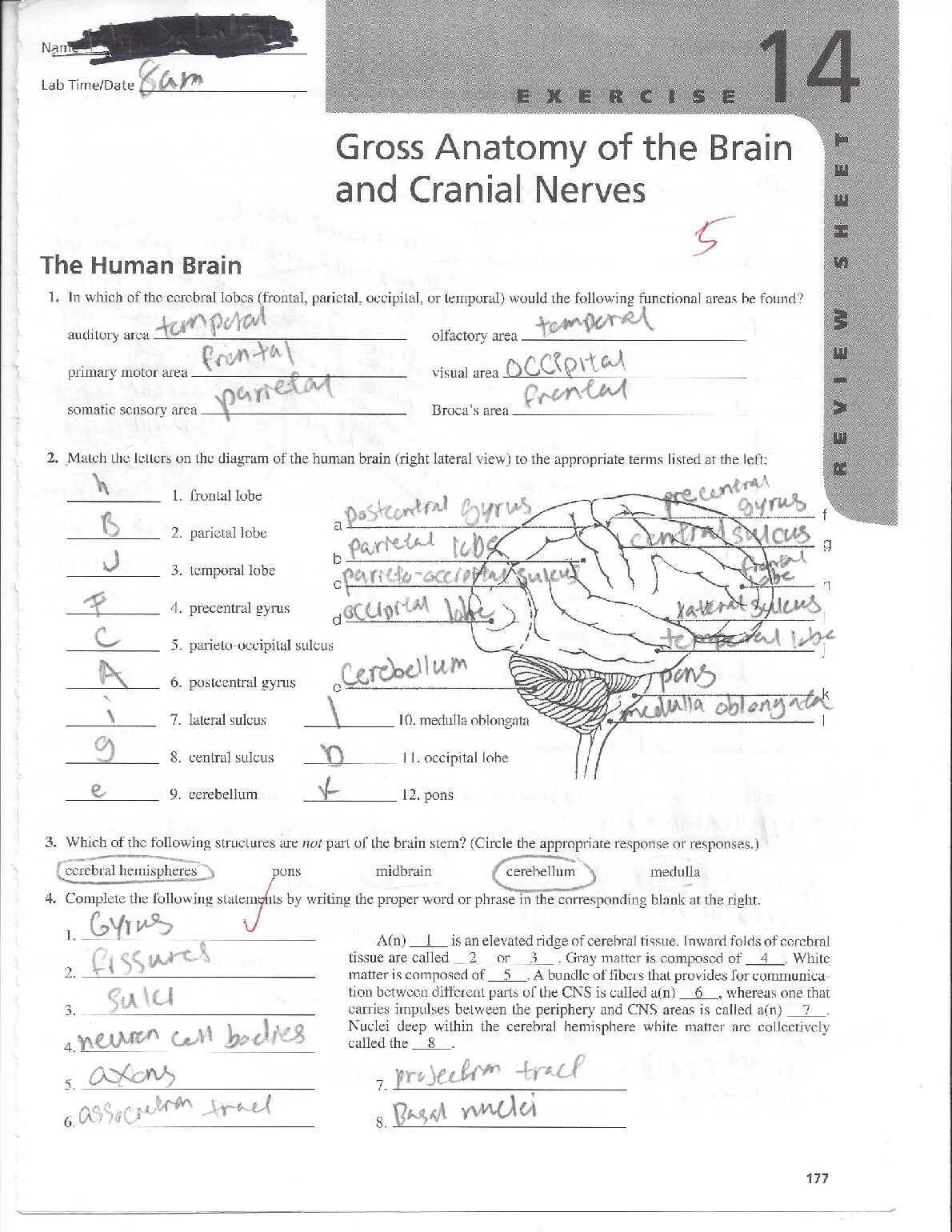 Gross anatomy of the brain and crainial nerves review sheet preview image